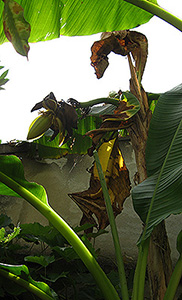 Bananenblüte
