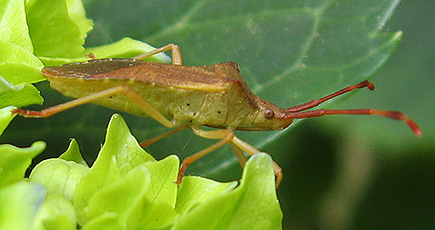 Braune oder Hasel-Randwanze (Gonocerus acuteangulatus