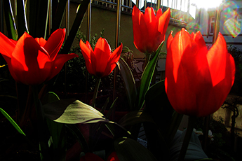 Tulpen auf dem Balkon der Sprachpension
