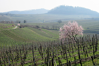 Frühling im Kaiserstuhl