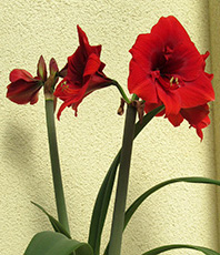 Blühende Amarayllis