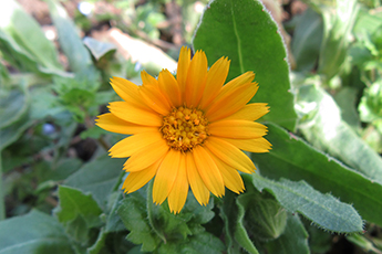 Ringelblume Calendula officinalis