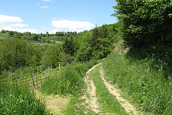 Der Weg zum Vogelsangpass