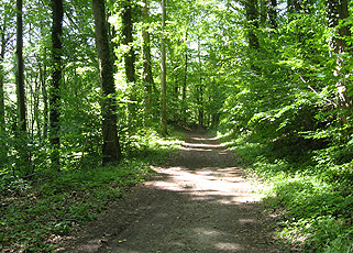 Wald im Gagenhardt