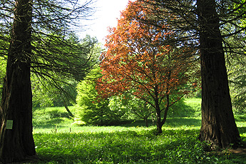 Arboretum Liliental