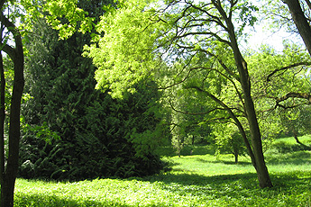 Arboretum Liliental
