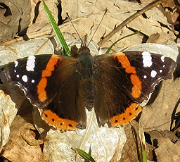  Admiral (Vanessa atalanta)