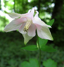 Gewöhnliche Akelei (Aquilegia vulgaris)