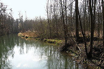 Altrhein bei Sasbach