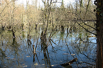 Auwald bei Burkhaim