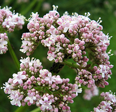 Echter Baldrian (Valeriana officinalis)