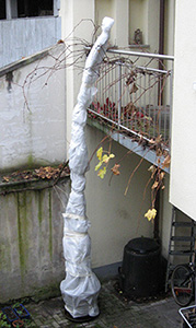 Banane im Winter