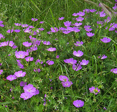 Blut-Storchschnabel (Geranium sanguineum)