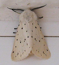 Breitflügelige Fleckleibbär (Spilosoma lubricipeda)