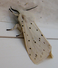Breitflügelige Fleckleibbär (Spilosoma lubricipeda)