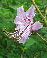 Diptam (Dictamus albus)