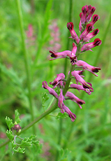 Gewöhnlicher Erdrauch (Fumaria officinalis)