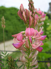 Futter-Esparsette (Onobrychis viciaefolia)