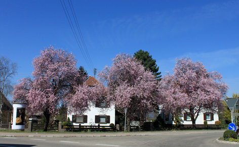 Frühling im Kaiserstuhl