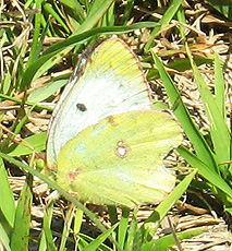Goldene Acht (Colias hyale)