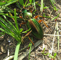 Goldlaufkäfer (Carabus auratus)