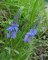 Großer Ehrenpreis (Veronica teucrium)