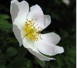 Hunds-Rose (Rosa canina)