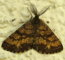 Heidespanner (Ematurga atomaria)