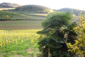 Der Kaiserstuhl im November