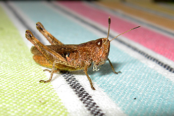 Brauner Grashüpfer