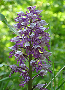 Helmknabenkraut
