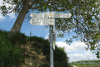 Kaiserstuhl: Knabenkrautpfad