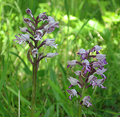 Orchis militaris