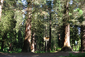 Wald der Mammutbäume