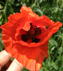 Klatschmohn
