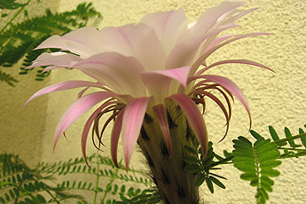 Eine Kaktusblüte