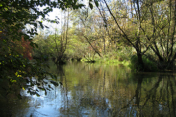 Kanufahren im Taubergießen