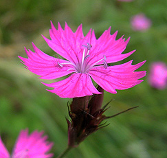 Karthäusernelke (Dianthus karthusianorum)