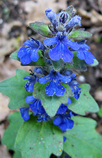 Kriechender Günsel (Ajuga reptans)