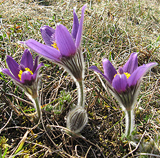 Küchen- oder Kuhschelle (Pulsatilla vulgaris)
