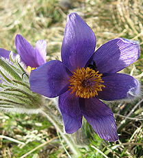 Küchen- oder Kuhschelle (Pulsatilla vulgaris)