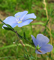 Stauden-Lein (Linum perenne)