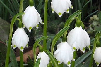 Märzenbecher