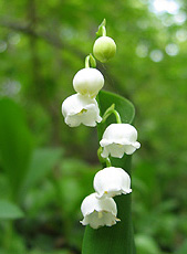 Maiglöckchen (Convallaria majalis)