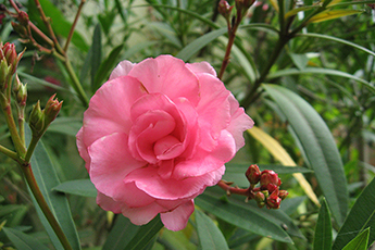Oleanderblüte