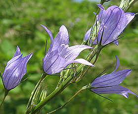 Rapunzel-Glockenblume (Campanula rapunculus)