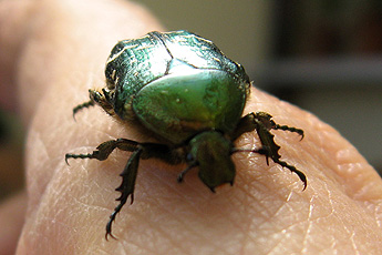 Goldglänzender Rosenkäfer (Cetonia aurata)