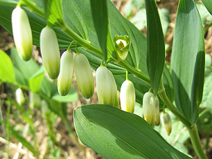 Salomonssiegel (Polygonatum odoratum)