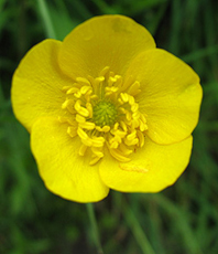 Scharfer Hahnbenfuß (Ranunculus acris)