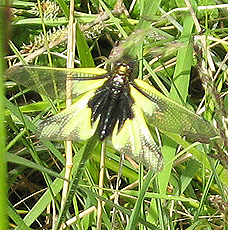 Libellen-Schmetterlingshaft (Libelloides coccajus)